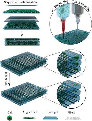 將水凝膠和纖維結(jié)合，開發(fā)用于組織再生的3D打印技術(shù) 